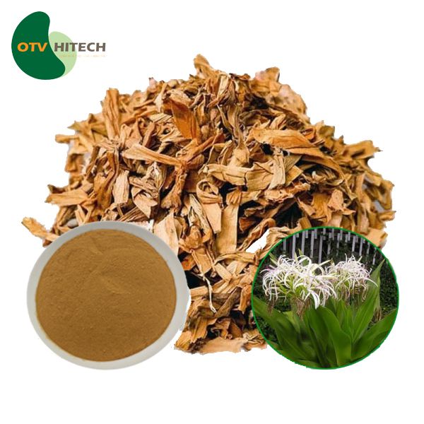 Cao khô Trinh nữ hoàng cung OTV
