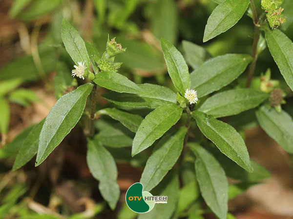 Dược liệu cỏ mực-1