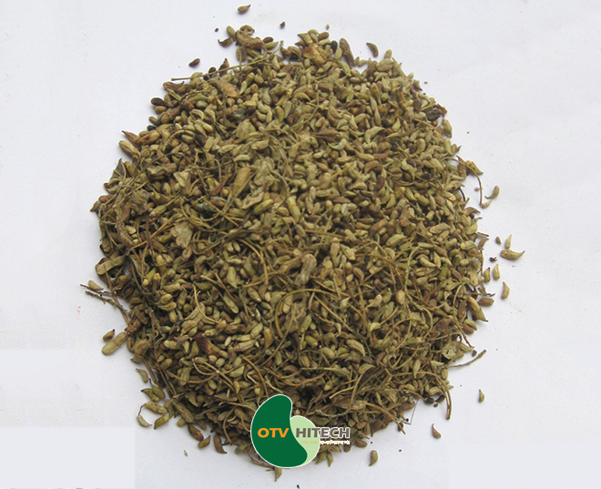 Dược liệu hoa hòe-2