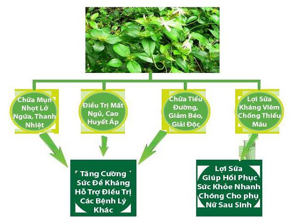 Những lợi ích khi sử dụng chè vằng