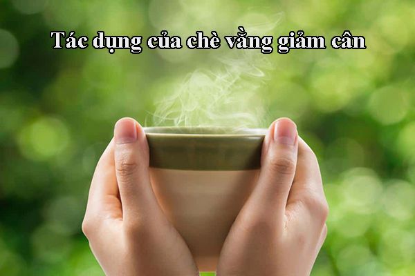 Tác dụng khi uống chè vằng giảm cân