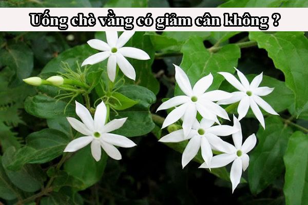 Uống chè vằng giảm cân sau sinh