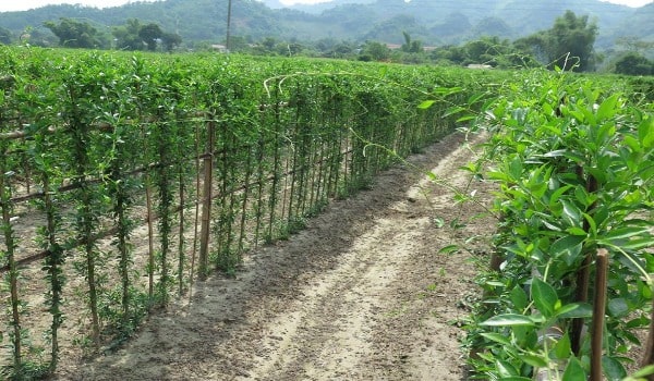Cách trồng dây thìa canh