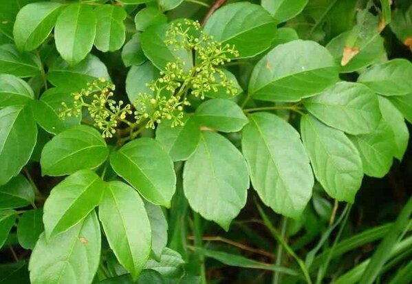 Chè dây được dùng để chữa viêm loét dạ dày tá tràng