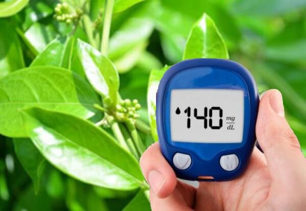 Dây thìa canh hỗ trợ điều trị bệnh tiểu đường