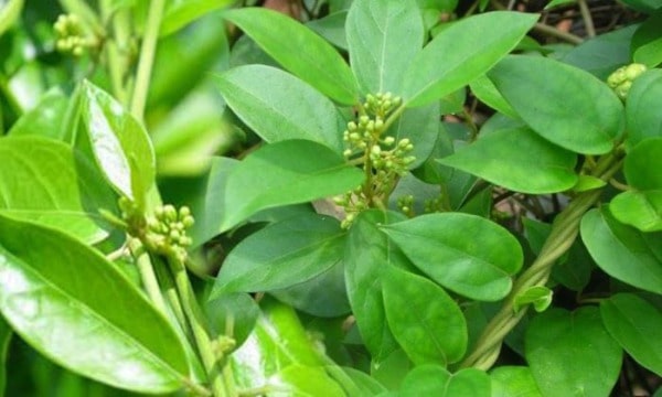 Dây thìa canh là gì