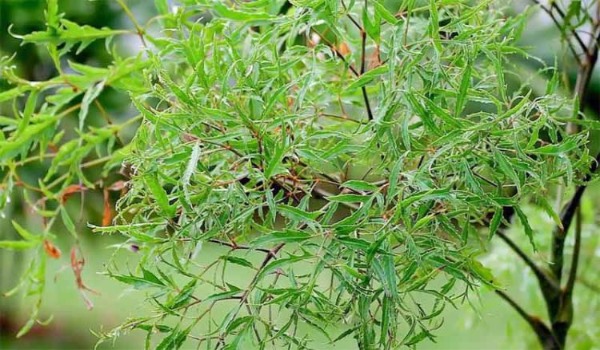Hình ảnh minh hoạ về cây đinh lăng