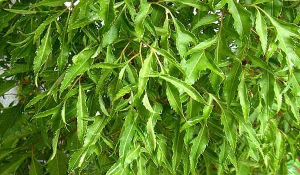 Lá cây đinh lăng