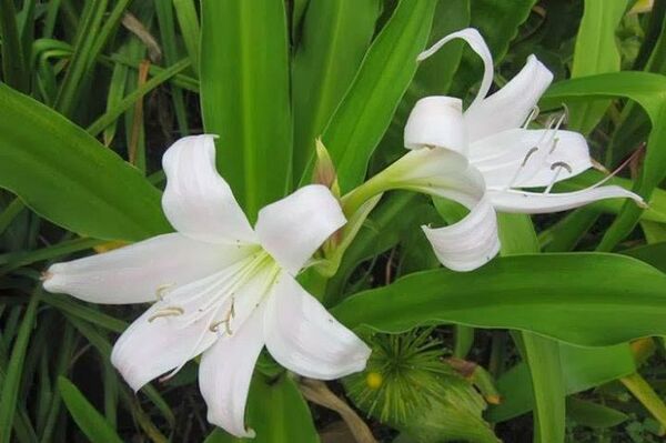 Trinh nữ hoàng cung trị u xơ tử cung