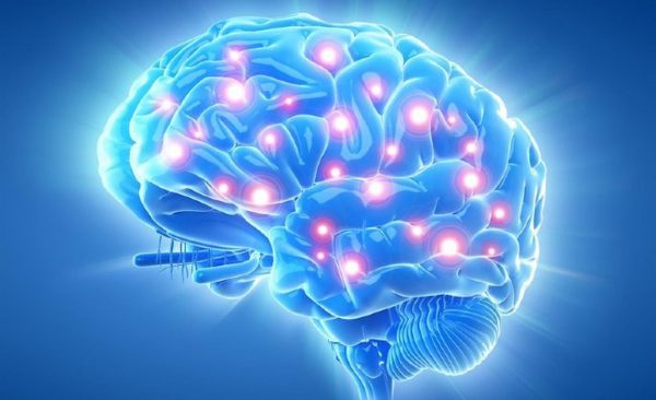 Lá trinh nữ hoàng cung có công dụng gì đối với tế bào thần kinh_