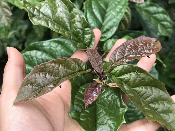 Xạ đen hỗ trợ điều trị viêm gan B