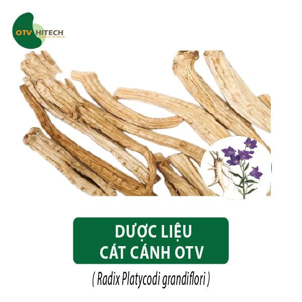 Dược liệu Cát Cánh OTV