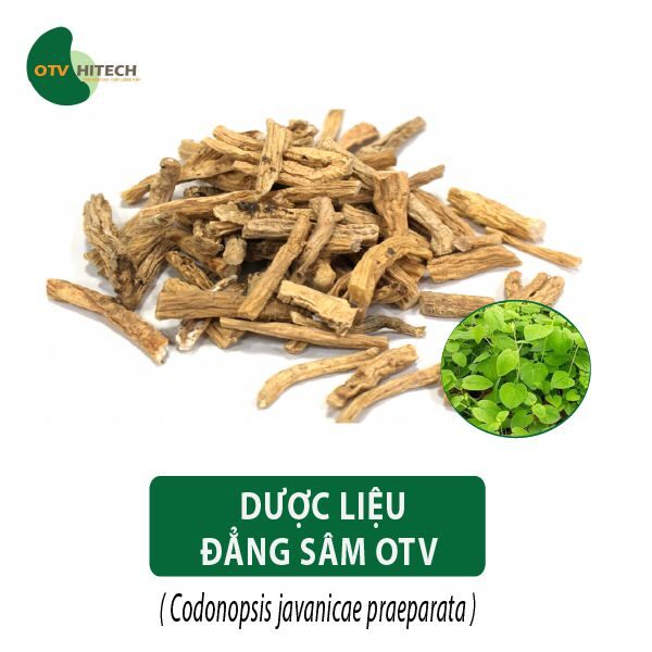 Dược liệu Đẳng Sâm OTV