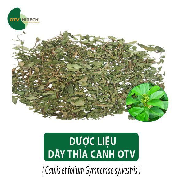 Dược liệu Dây Thìa Canh OTV