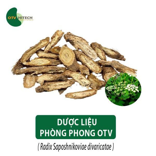 Dược liệu Phòng Phong OTV