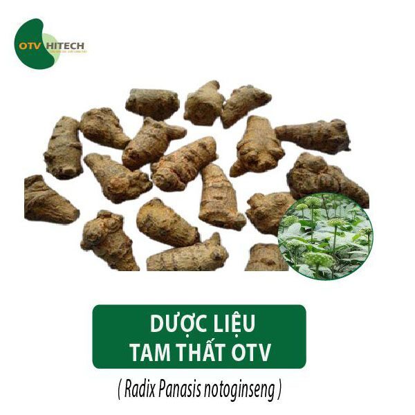 Dược liệu Tam Thất OTV