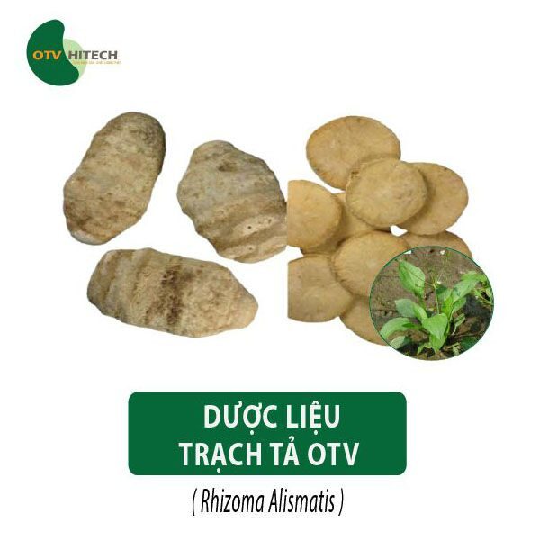 Dược liệu Trạch Tả OTV