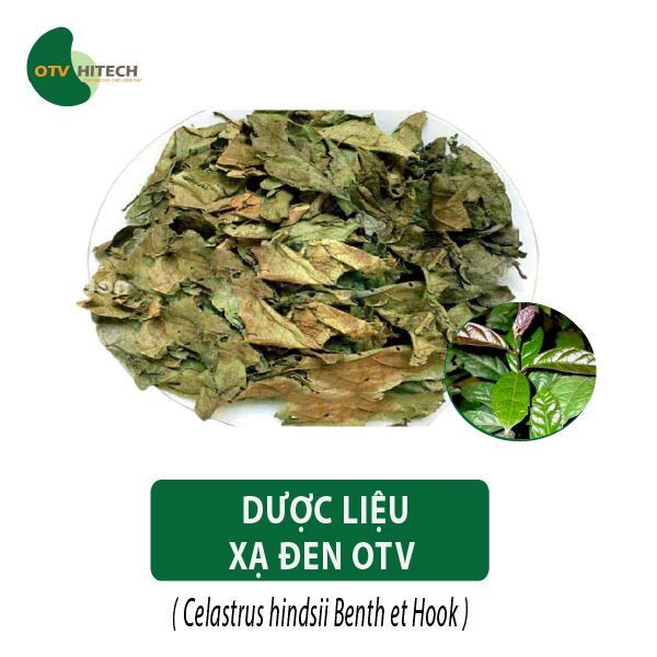 Dược liệu Xạ Đen OTV