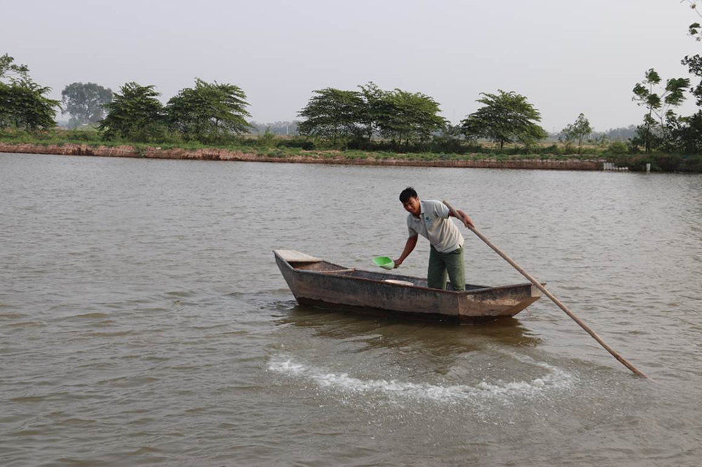 Cải Thiện Hiệu Quả Nuôi Trồng Thủy Sản Với Cao Actiso