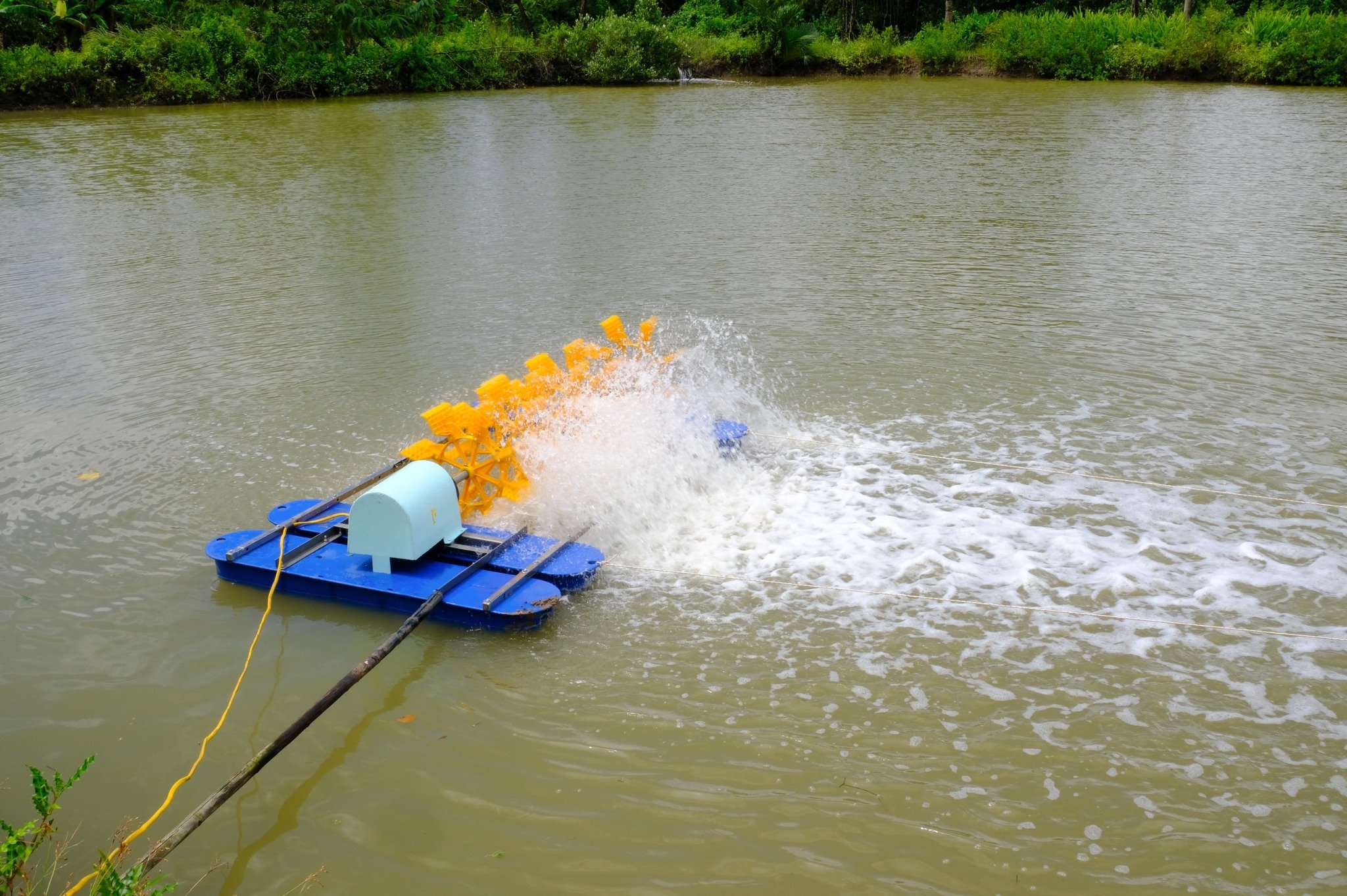 Nâng Cao Chất Lượng Nước Ao Nuôi Thủy Sản Với Cao Actiso